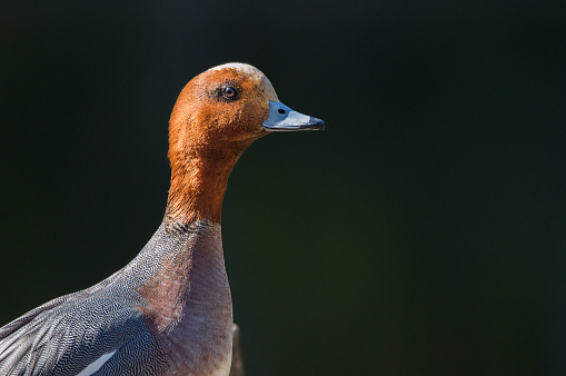 Male Eurasian wigeon during summer in Finland