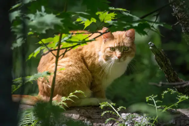 An orange cat in a forest far from home.