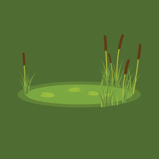 ilustrações de stock, clip art, desenhos animados e ícones de vector illustration of the marsh, reeds and water lilies on a green background - marsh swamp plant water lily