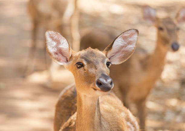 siamese eld deer , Thamin, antlered deer ( Cervus eldi Siamensis) close up young siamese eld deer , Thamin, brow antlered deer ( Cervus eldi Siamensis) wildlife in natural siamensis stock pictures, royalty-free photos & images