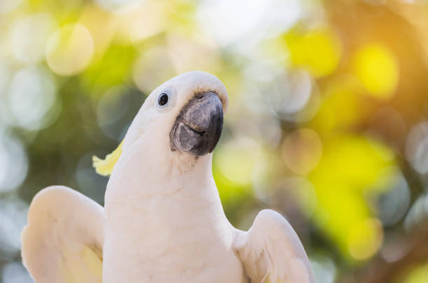 istock Close up white sulphur crested cockatoo(Cacatua galerita) 647676530