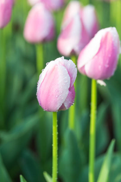 pink tulip in the garden