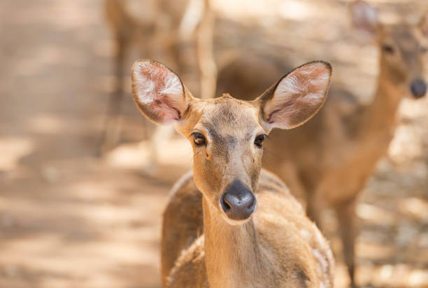 シャムエルド鹿、 ブロウ角シカ (セルヴァス・エルディ・シアメンシス) - brow antlered deer ストックフォトと画像