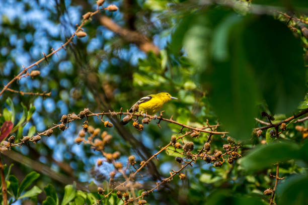 istock Bird (Common Iora, Aegithina tiphia) yellow color perched on a tree in the garden 647680954