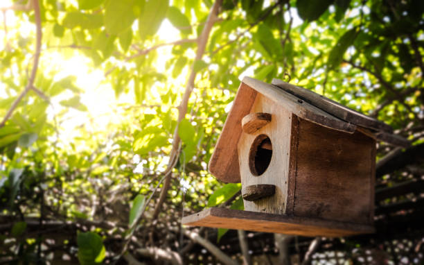 casa di uccello, foresta di casa. - nesting box foto e immagini stock