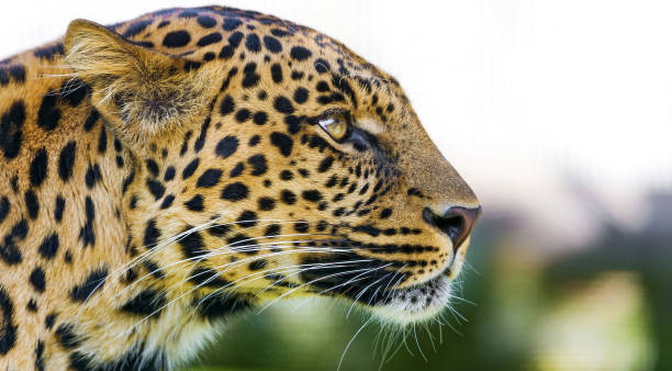 Big Cat Leopard Portrait Side View stock photo