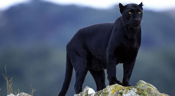 Black Panther stock photo