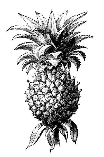 The pineapple (Ananas comosus) illustration of a pineapple (Ananas comosus) ananas stock illustrations