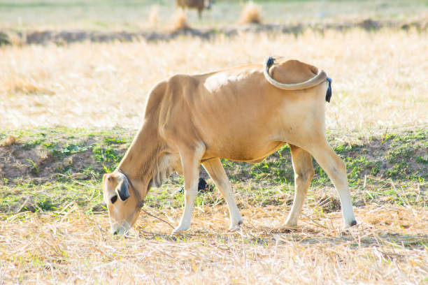 istock Red cow pasture in village at summer 647685014