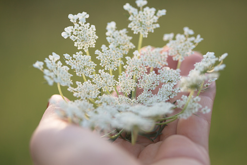 Hand holding Queen Anne's Lace