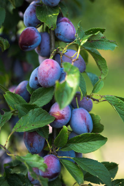 Plums hangig from the tree Plums hangig from the tree plum tree stock pictures, royalty-free photos & images