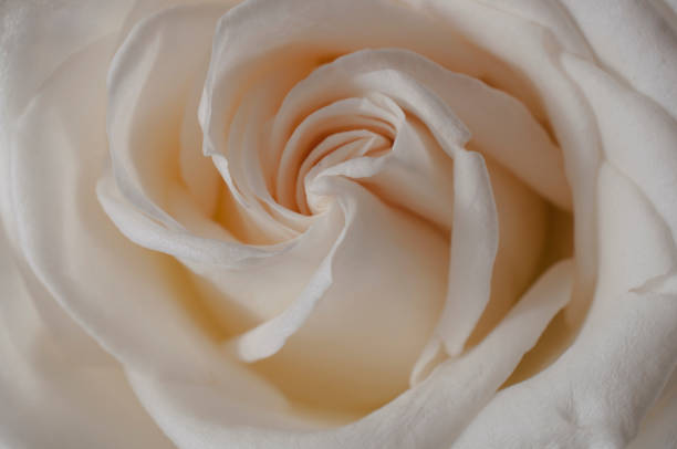 istock rose flowers close up on background. 647689134