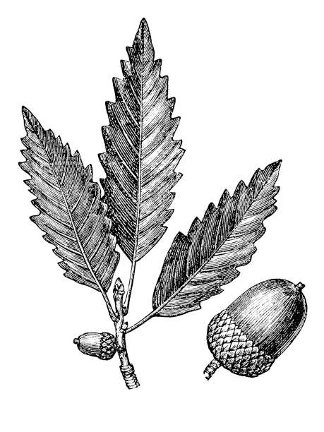 illustrazioni stock, clip art, cartoni animati e icone di tendenza di foglia di quercia e ghianda (stampe quercus) - acorn oak oak tree leaf