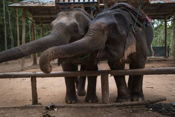 istock Elephants at Tad Sae Waterfalls, Luang Prabang, Laos 647692332