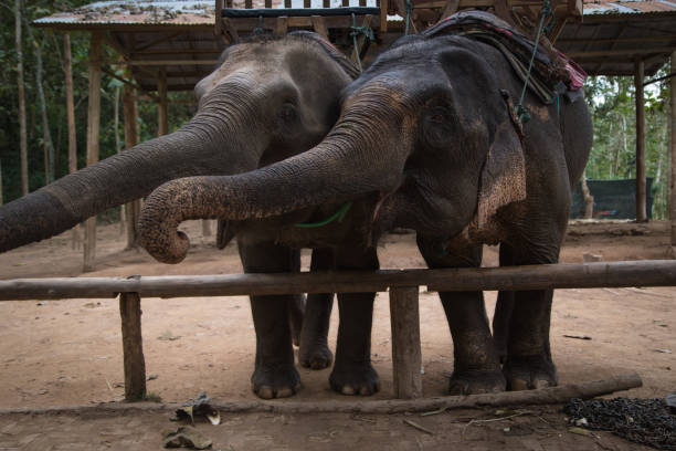 istock Elephants at Tad Sae Waterfalls, Luang Prabang, Laos 647692398