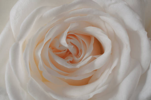 istock rose flowers close up on background. 647692448