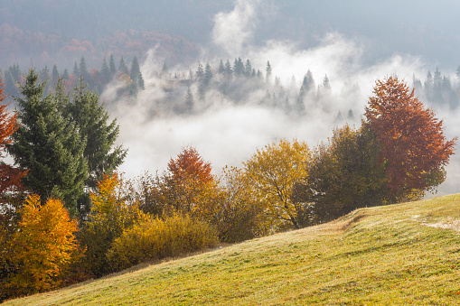 Autumn landscape with fog in the mountains. Fir forest on the hills. Carpathians, Ukraine, EuropeAutumn landscape with fog in the mountains. Fir forest on the hills. Carpathians, Ukraine, Europe