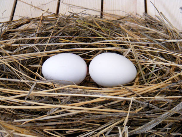 istock Chicken eggs in natural view, presentation with beautiful concept, egg lover,Chicken nest and chicken eggs decorative concept 647706352