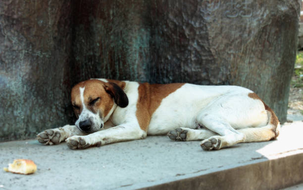 istock Sleeping dog. A large white dog with red spots resting 647707072