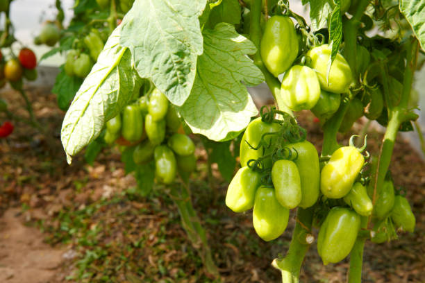 crecimiento de tomates maduros en invernadero - sharecropper fotografías e imágenes de stock