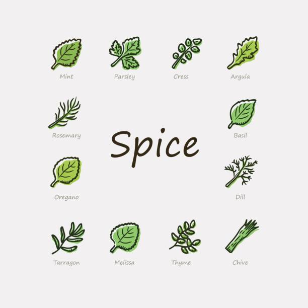 ilustrações, clipart, desenhos animados e ícones de ícones de especiarias - herb tarragon thyme parsley