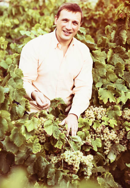 istock Vintner with clusters of grape 647711672