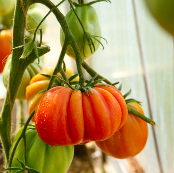 crecimiento maduro primavera temporizador tomates en invernadero - sharecropper fotografías e imágenes de stock