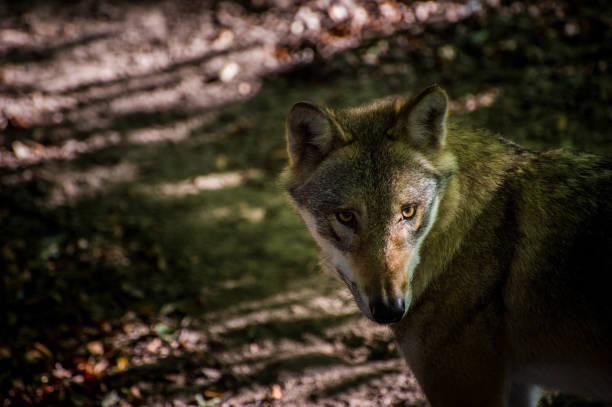 istock Portrait of a wolf 647715016