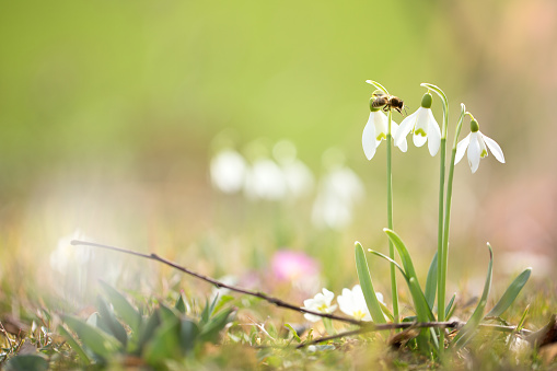 Snowdrops at colorful background