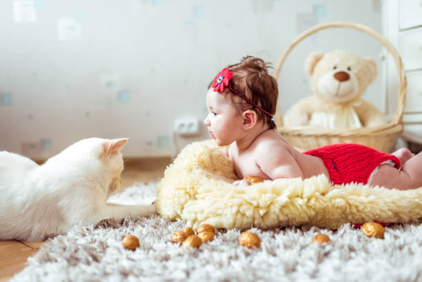 bebé acostado sobre una manta y mirando en un gato - 11681 fotografías e imágenes de stock