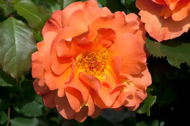 Westerland; shrub rose, rosa