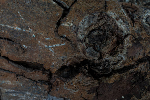 istock Close up gnarl and bark wood trunk for background. Wooden texture 647724088