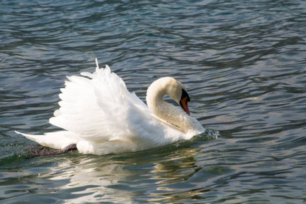 istock Mute Swan - Cygnus Olor 647725930
