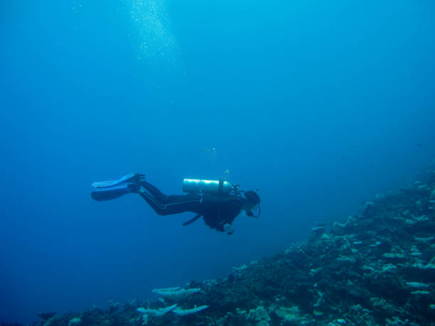 istock diver in the coral reef 647728256