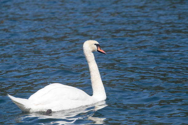 istock Mute Swan - Cygnus Olor 647728784