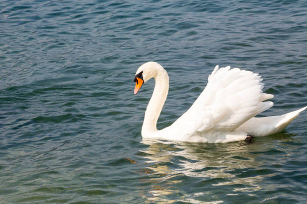 istock Mute Swan - Cygnus Olor 647728880