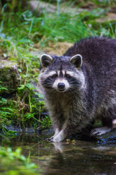 istock Raccoon on the water 647731842