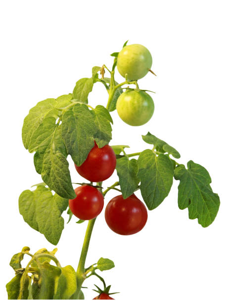istock Ripe cherie tomatoes on branch isolated on white background. 647732112
