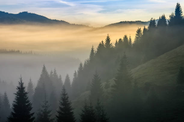 istock pine forest in fog at sunrise 647732440