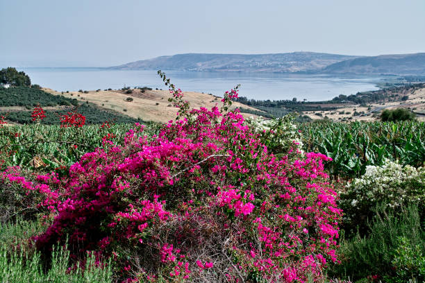 istock Sea of Galilee 647735436