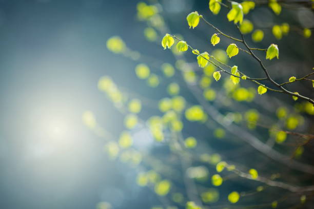 hojas de primavera  - nature spring new life tree fotografías e imágenes de stock