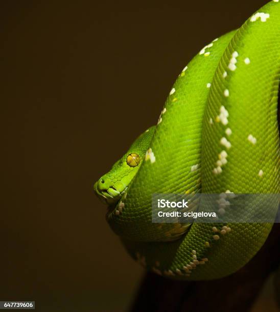 Southern Green Python Southern Green Python Morelia Viridis In Typical Position Stock Photo ...