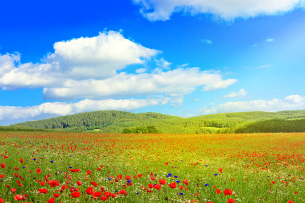 istock Wild poppy flowers on blue sky background 647739690