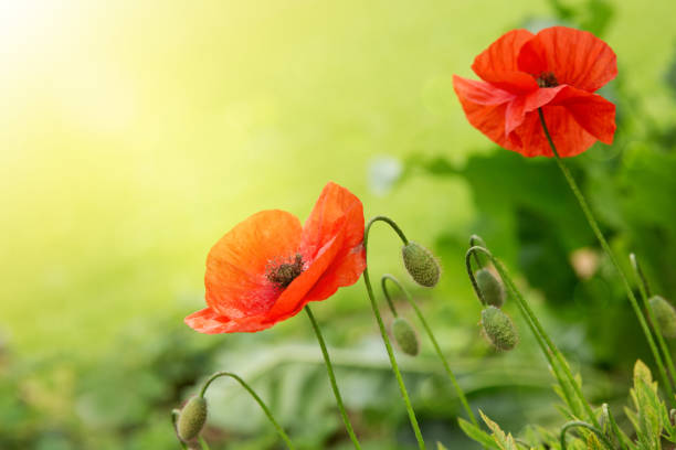 istock Poppy flowers isolated on green 647742790