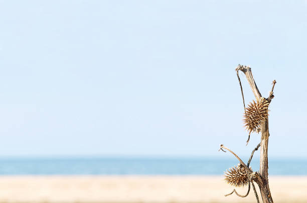 Dried Burdock branch on sandy desert and coastline background taken closeup.