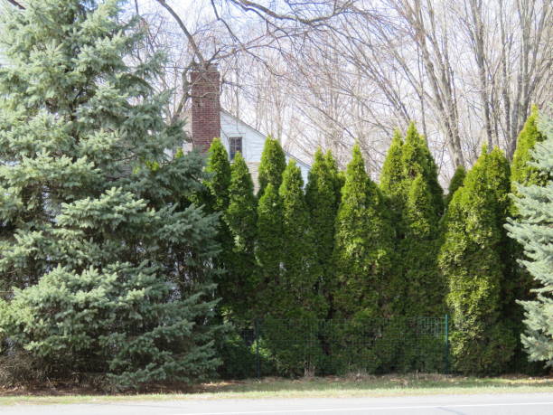 istock Line of Pine Trees and Blue Spruce Trees 647753304