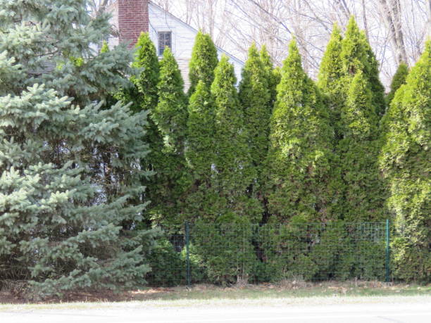 istock Line of Pine Trees and Blue Spruce Trees 647753314