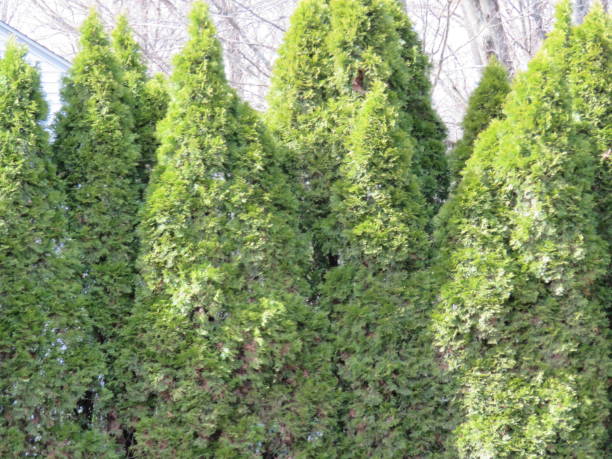 istock Line of Pine Trees and Blue Spruce Trees 647753318