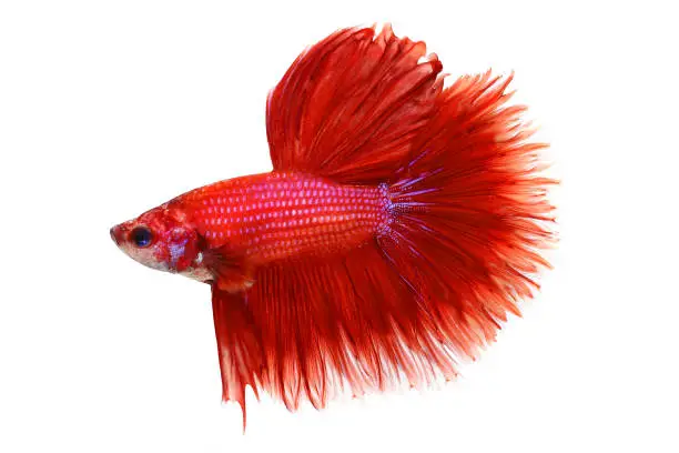 Halfmoon Betta splendens Siamese fighting aquarium fish