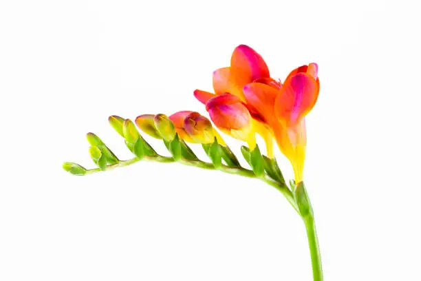 Photo of beautiful fressia flower isolated on white background